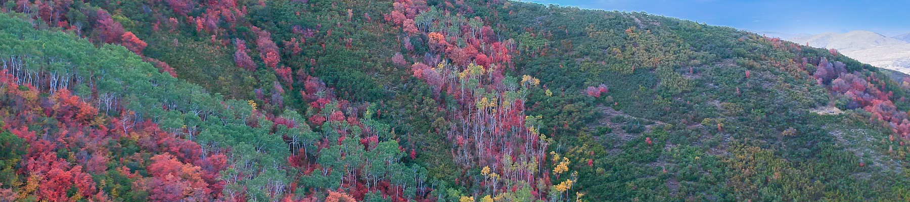 A colorful hillside with trees displaying vibrant autumn foliage under a clear blue sky.