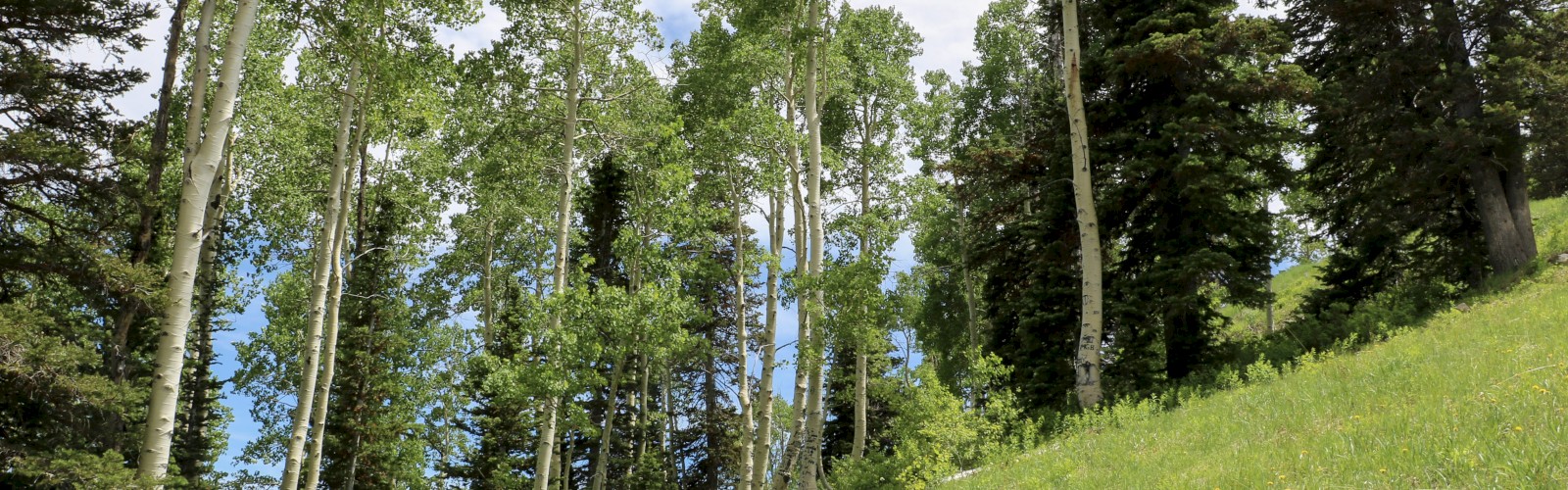 A narrow dirt trail winds through a lush green forest of tall deciduous and coniferous trees on a bright, partly cloudy day.