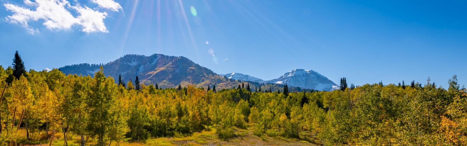 A sunny landscape with mountains, a vibrant meadow, and trees. The sky is clear with a few clouds, creating a picturesque view.