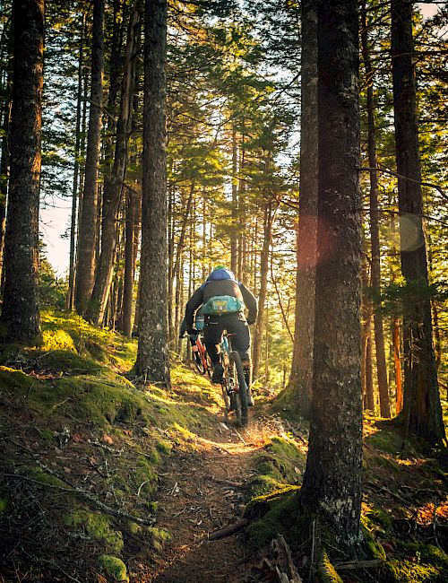 A person in a blue jacket rides a mountain bike on a forest trail surrounded by tall trees with sunlight filtering through the branches.
