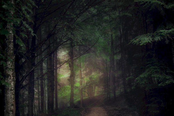 A shadowy forest with a dirt path winding through tall trees and a green, misty atmosphere.