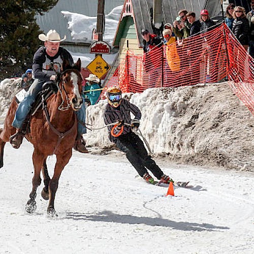 A horse is racing through snow, towing a skier behind. Spectators watch the action near orange safety netting and snow banks.