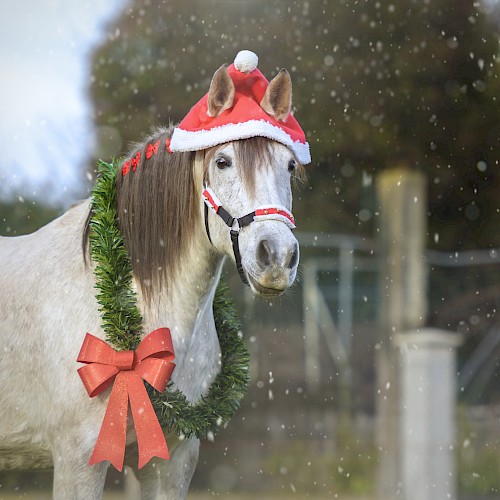 A horse wearing a Santa hat and a festive wreath with a red bow stands in a snowy outdoor setting.