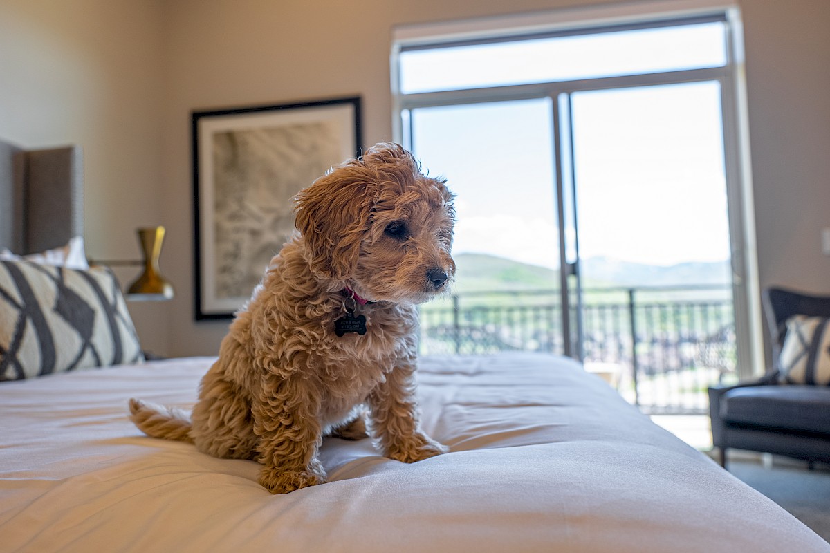 A small, curly-haired dog sits on a bed in a room with a large window and modern decor.