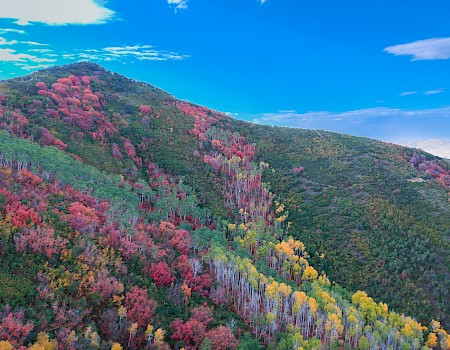 A colorful hillside with trees displaying vibrant autumn foliage under a clear blue sky.