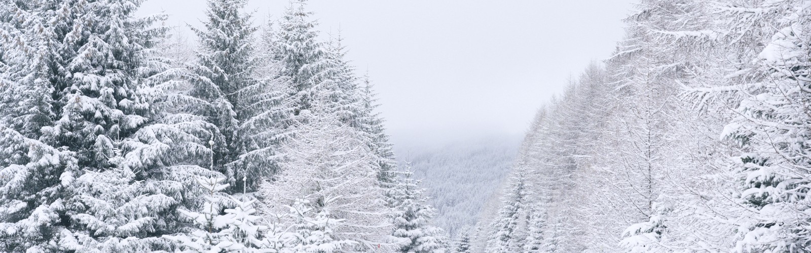 A snow-covered road flanked by snow-laden trees, creating a serene winter landscape under a cloudy sky.