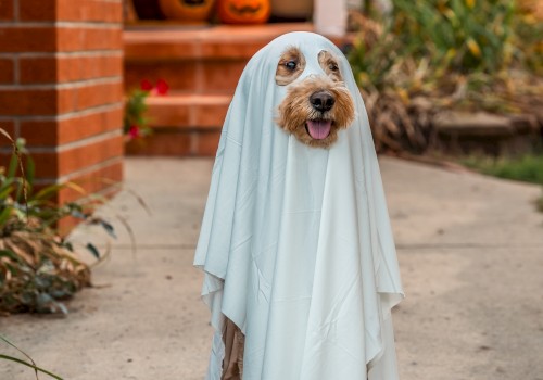 A dog dressed as a ghost for Halloween stands on a pathway, with carved pumpkins visible in the background near a porch.