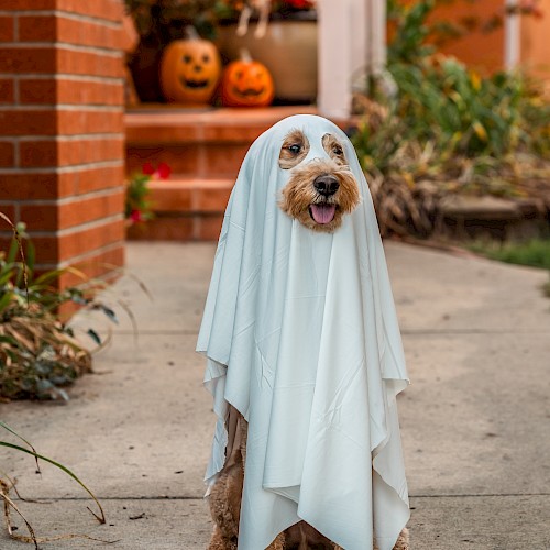 A dog dressed as a ghost for Halloween stands on a pathway, with carved pumpkins visible in the background near a porch.