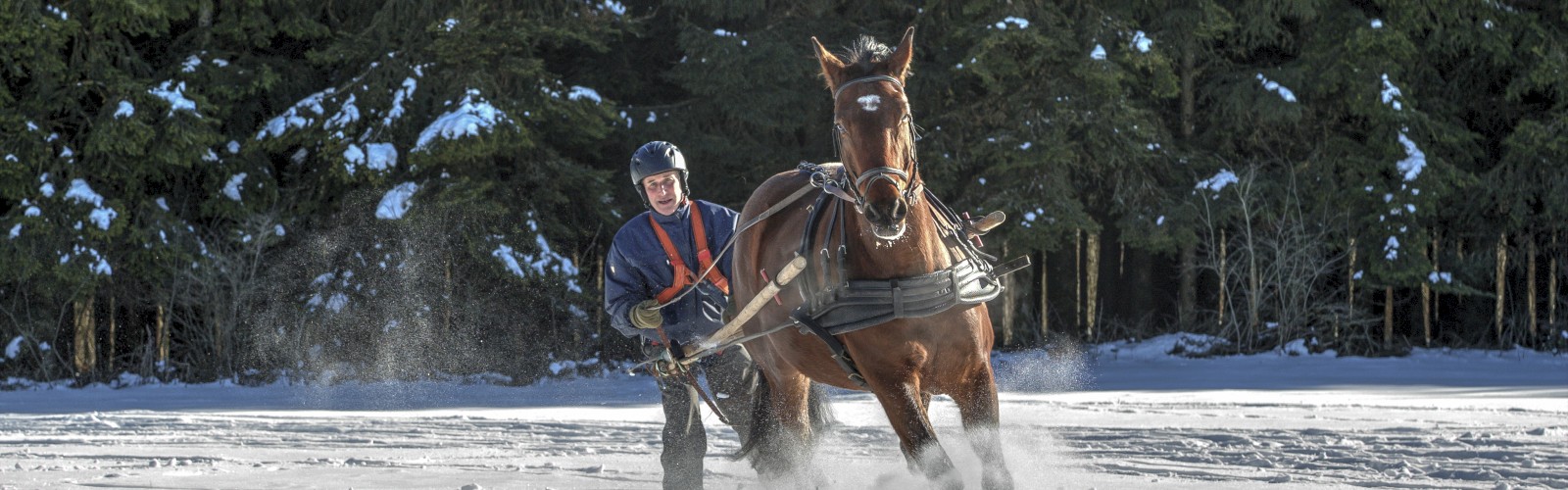 A person rides a galloping horse across snowy ground, kicking up powder as trees line the background.